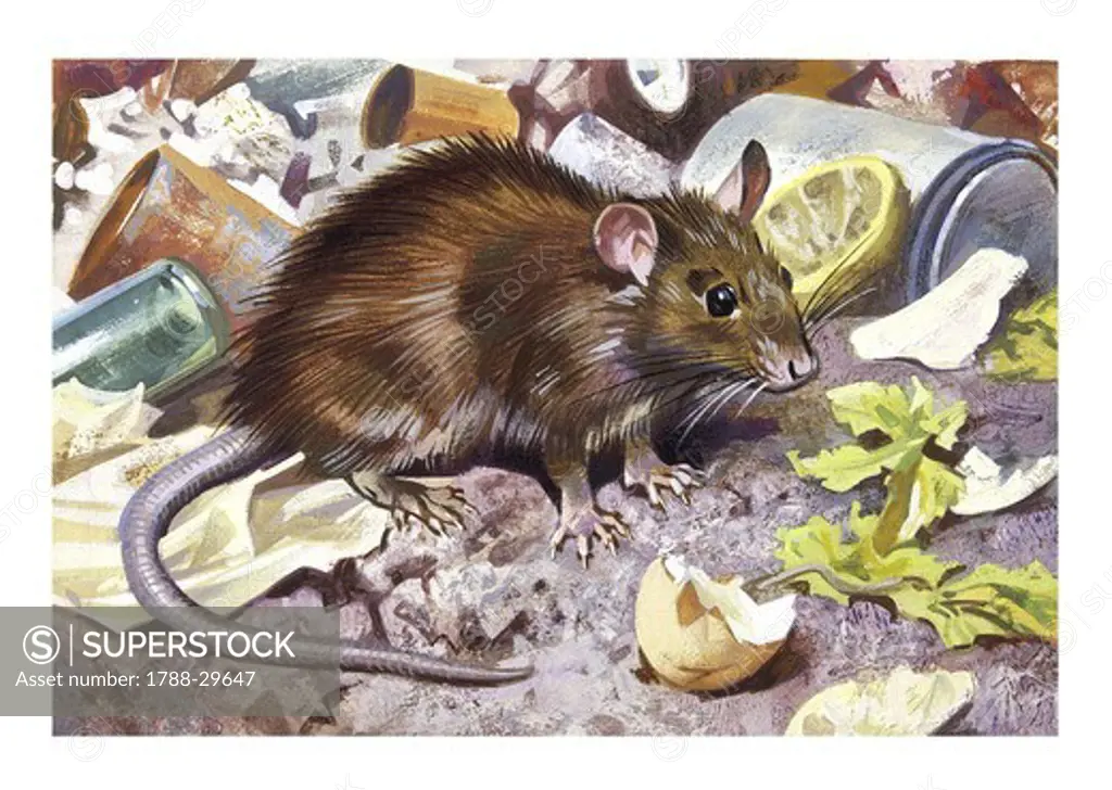 Zoology - Rodents - Brown rat (Rattus norvegicus), illustration