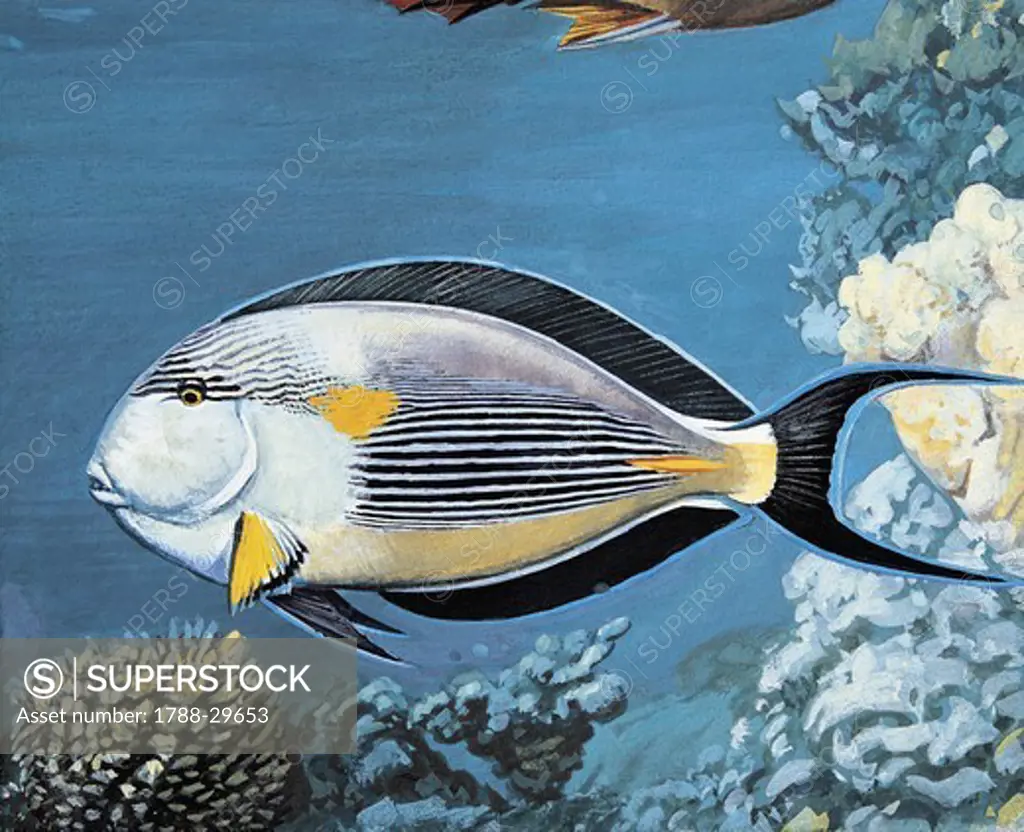 Zoology: Fish - Red Sea Surgeon-Fish (Acanthurus sohal). Art work