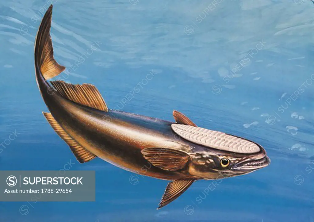 Zoology: Fish - Remora (Echeneis Maucrates). Art work
