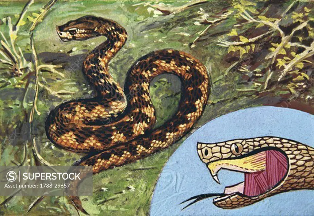 Zoology - Scaled reptiles - Viperidae - Asp viper (Vipera aspis), illustration