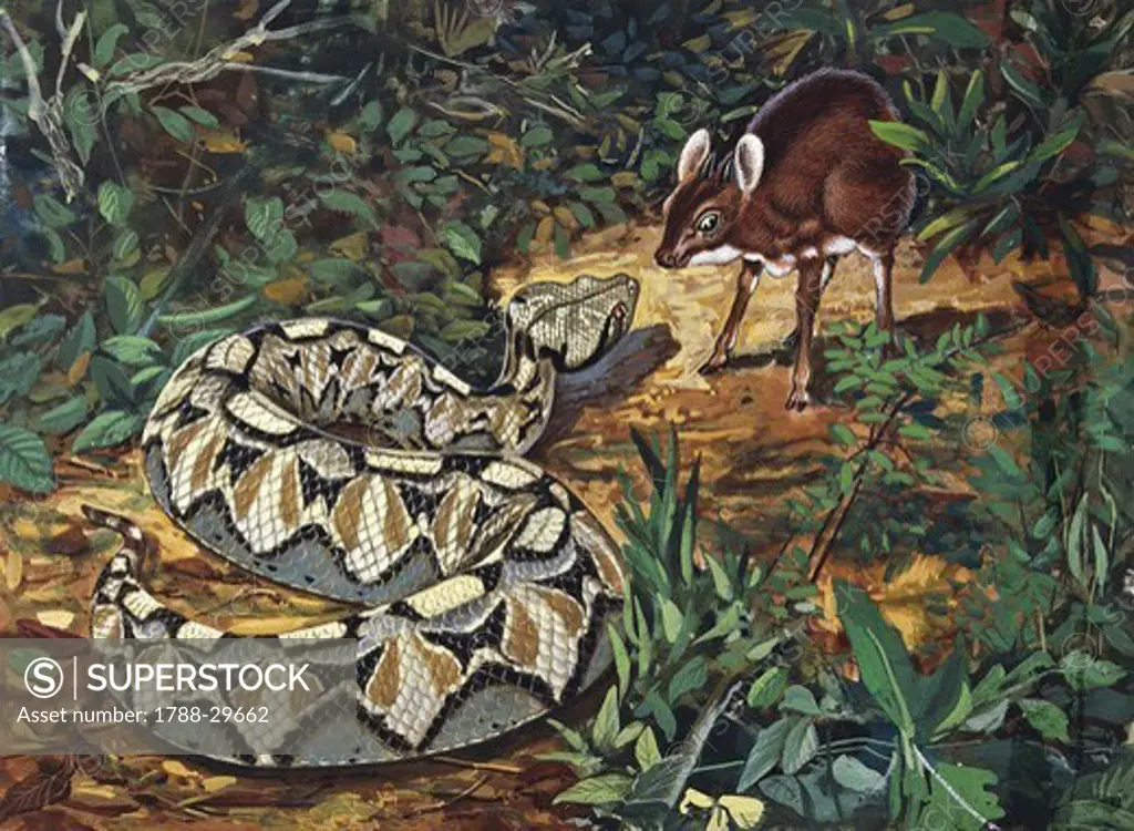 Zoology - Scaled reptiles - Viperidae - Gaboon viper (Bitis gabonica) hunting, illustration