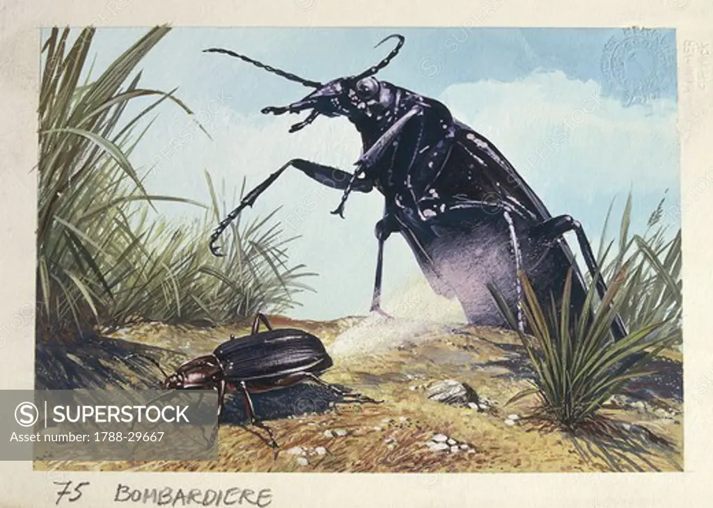 Zoology - Insects - Coleoptera - Carabidae - Bombardier Beetles (Brachynus crepitans), illustration