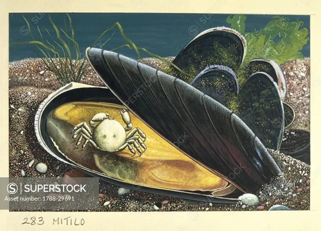 Zoology - Molluscs - Bivalves - Mytilidae - Crab in Blue mussel, (Mytilus edulis), illustration