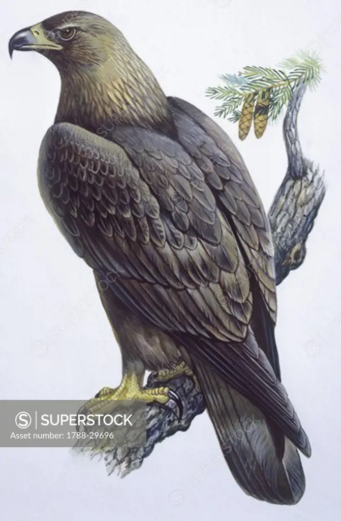 Zoology: Birds - Falconiformes - Golden eagle (Aquila chrysaïtos). Art work