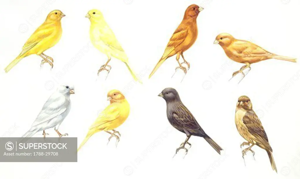 Zoology - Birds - Passeriformes - Canaries (Serinus canaria): Colorbred Canaries, colour mutations, illustration