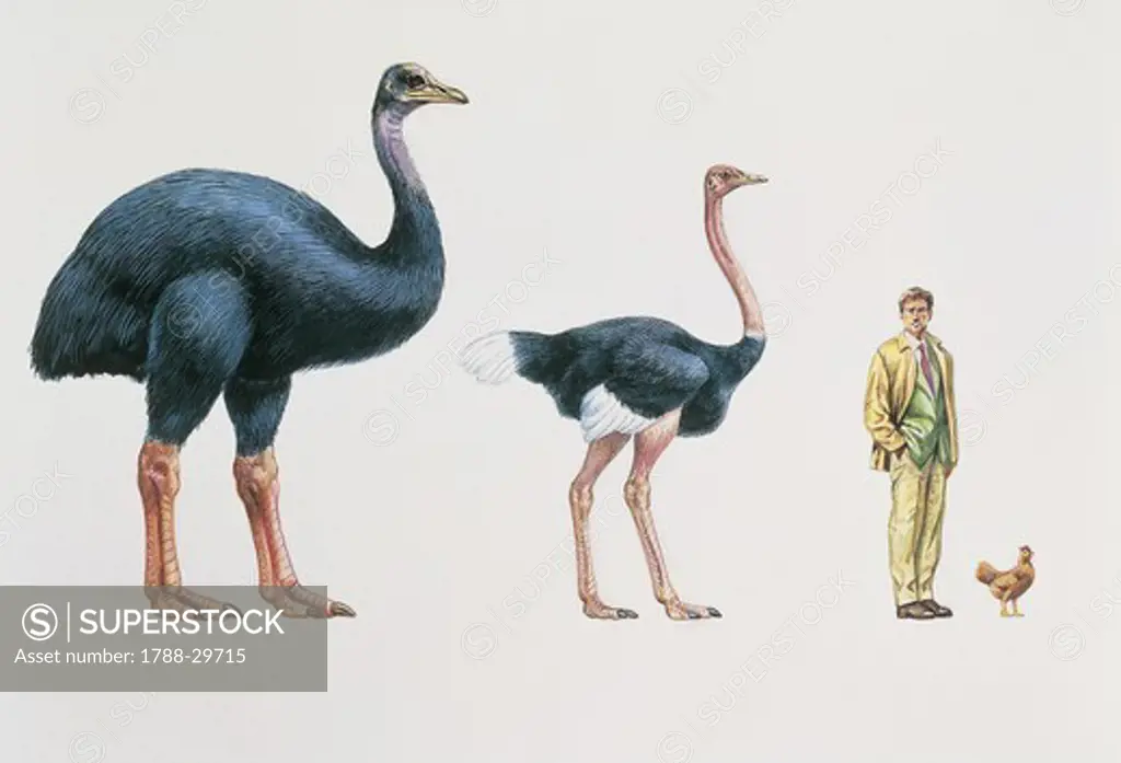 Zoology: Birds - Struthioniformes. Comparing the size of eggs from extinct elephant bird (Aepyornis), ostrich (Struthio camelus), and hen. Art work