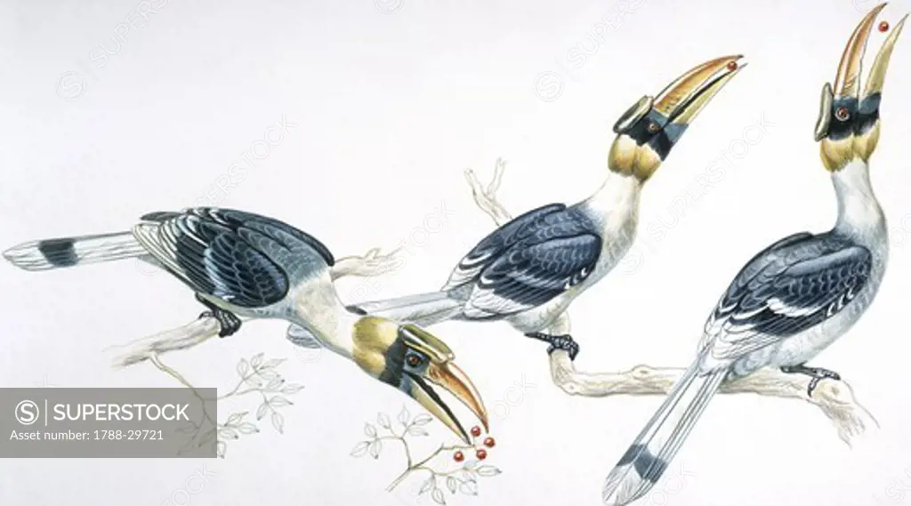 Zoology - Birds - Coraciiformes - Great Hornbill (Buceros bicornis) feeding, illustration