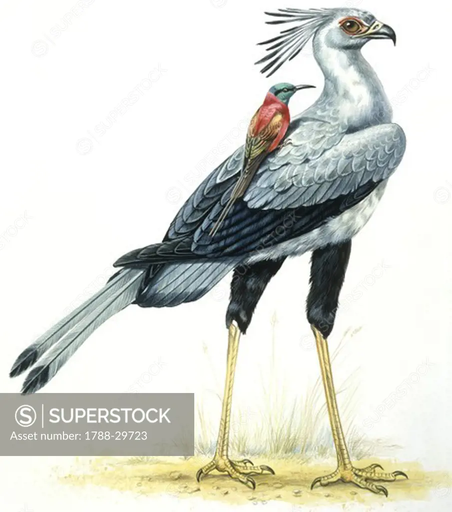 Zoology - Birds - Secretary Bird (Falconiformes, Sagittarius serpentarius) with Northern Carmine Bee-eater (Coraciiformes, Merops nubicus), illustration