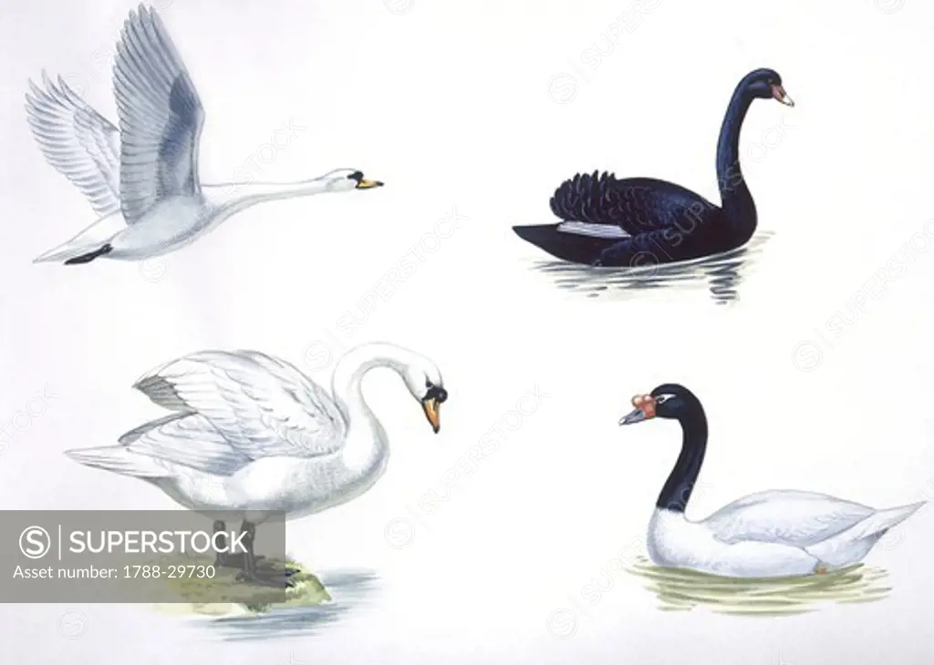 Zoology - Birds - Anseriformes, from left: Mute Swan (Cygnus olor) flying and on ground, Black Swan (Cygnus atratus), Black-necked Swan, (Cygnus melanocoryphus), illustration