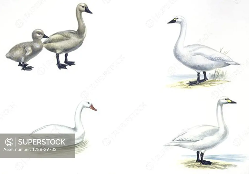 Birds: Anseriformes, young Mute Swans (Cygnus olor), Tundra Swan (Cygnus columbianus), Coscoroba Swan (Coscoroba coscoroba) and Bewick's Swan (Cygnus columbianus bewickii), illustration  Biology, Zoology