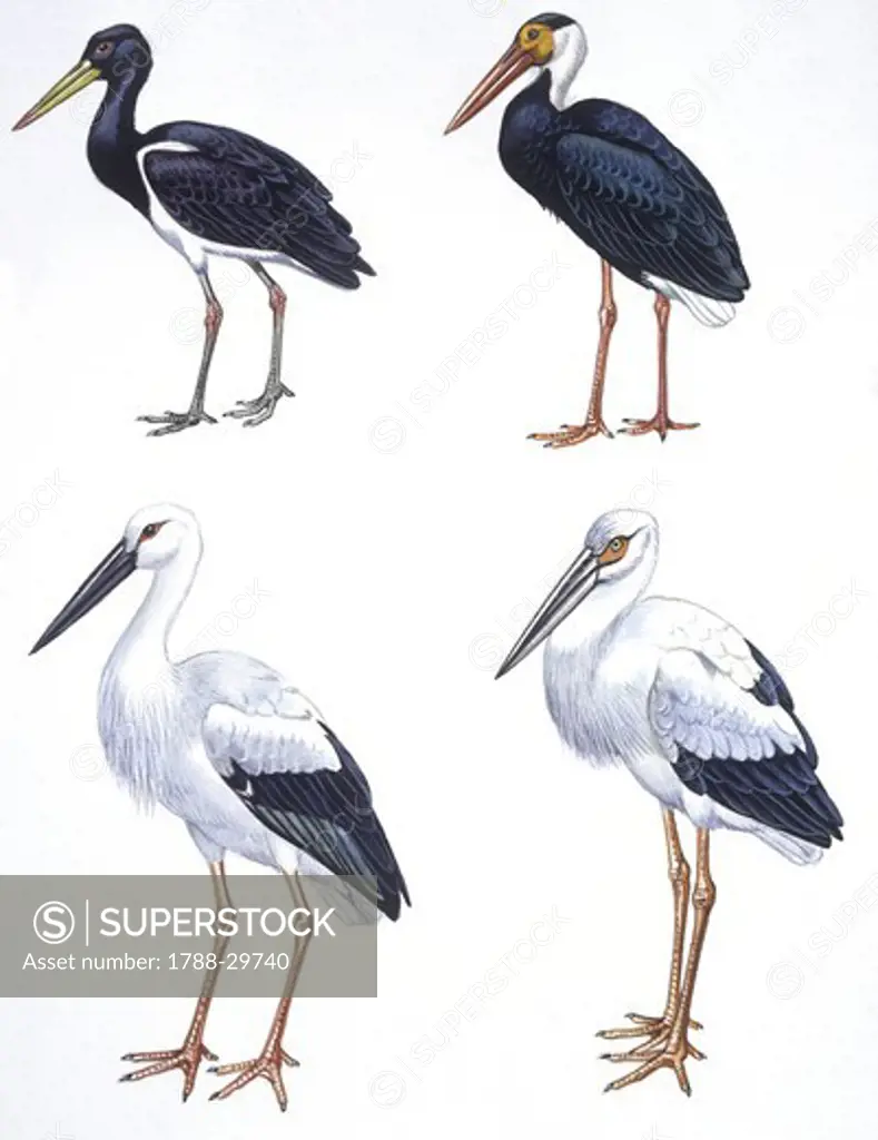Birds: Ciconiiformes, Abdim's Stork, (Ciconia abdimii), Storm's Stork, (Ciconia stormi), Oriental Stork, (Ciconia boyciana), Maguari Stork (Ciconia maguari), illustration  Biology, Zoology
