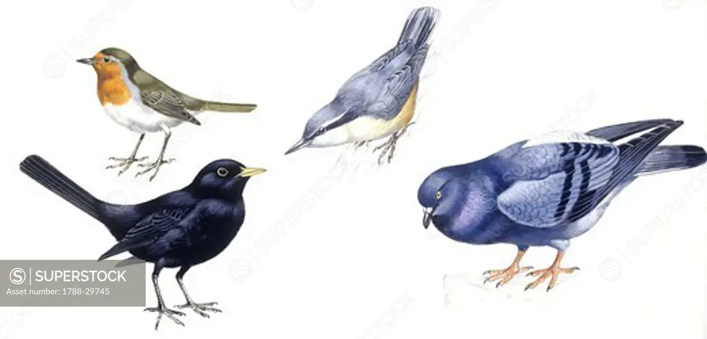 Birds: Passeriformes, European Robin (Erithacus rubecula), Eurasian Nuthatch (Sitta europaea), Eurasian Blackbird (Turdus merula), Rock Pigeon (Columba livia), illustration  Biology, Zoology