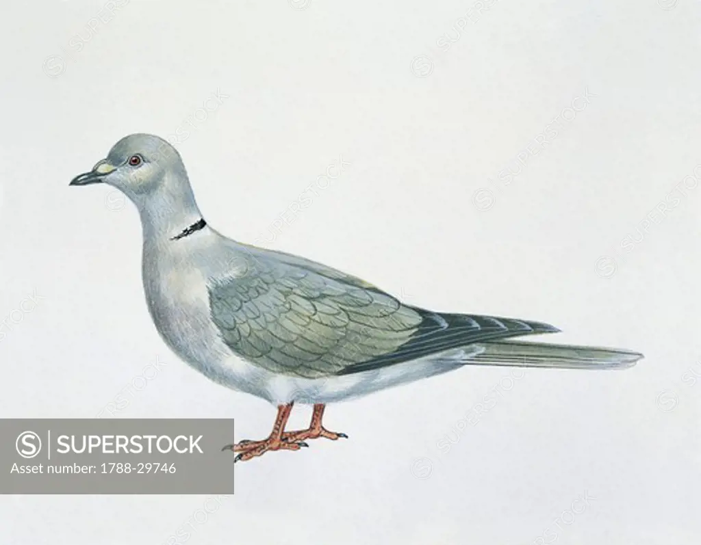 Zoology: Birds - Passeriformes - Eurasian Collared Dove (Streptopelia decaocto). Art work