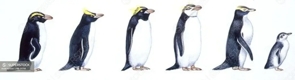 Birds: Sphenisciformes, Snares Penguin (Eudyptes robustus), Royal Penguin (Eudyptes schlegeli), Macaroni Penguin (Eudyptes chrysolophus), Gentoo Penguin (Pygoscelis papua), Yellow-eyed Penguin (Megadyptes antipodes), Little Penguin (Eudyptula minor), illu  Biology, Zoology