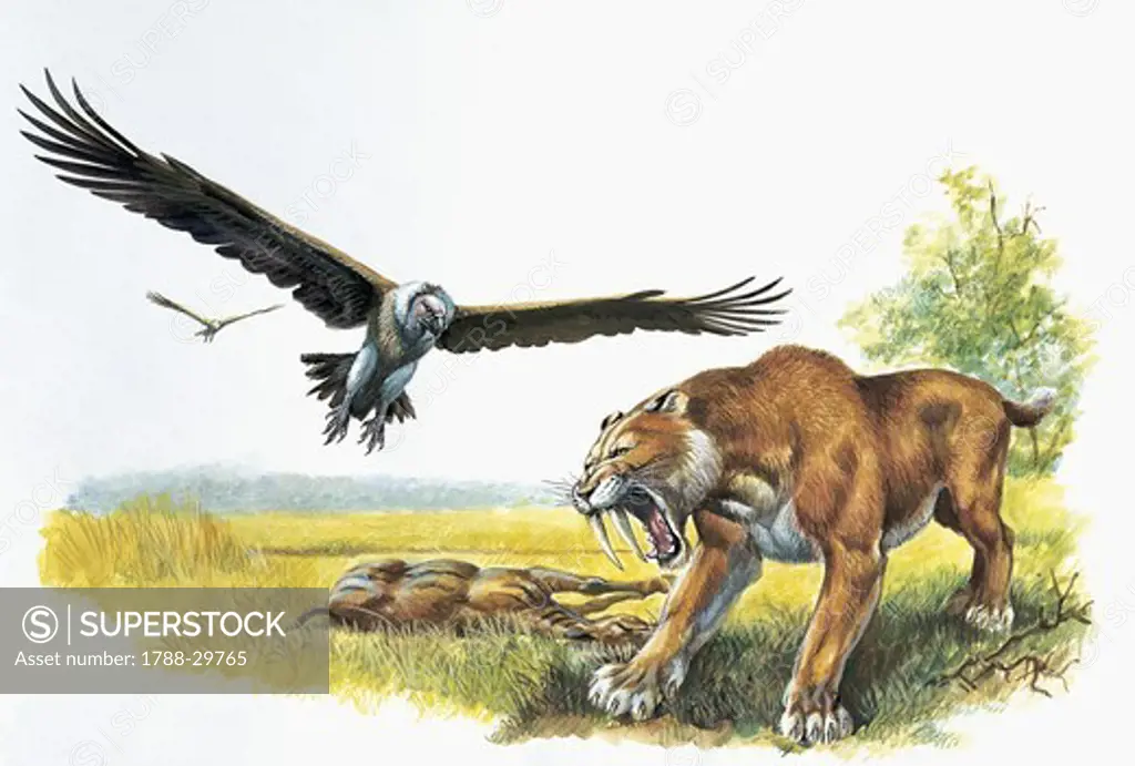 Prehistoric birds - Cenozoic Era - Teratornis contends prey of saber-toothed feline. Drawing