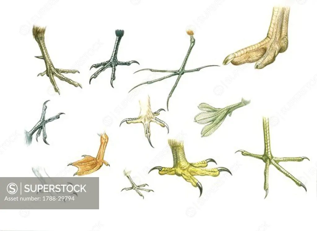 Zoology - Birds' claws, illustration