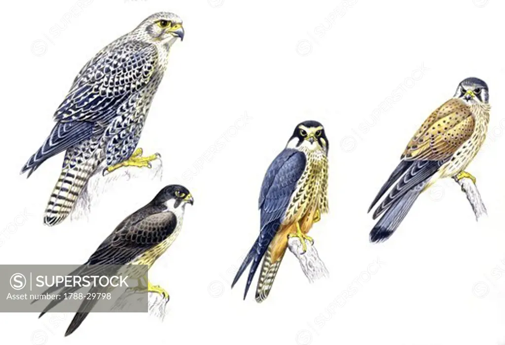 Zoology - Birds - Falconiformes - Gyrfalcon (Falco rusticolus), Eleonora's Falcon (Falco eleonorae), Eurasian Hobby (Falco subbuteo), Common Kestrel (Falco tinnunculus), illustration.