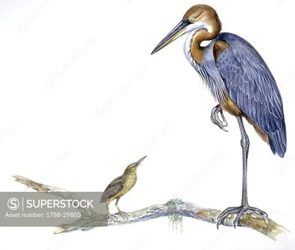 Zoology - Birds - Ciconiiformes - Zigzag Heron (Zebrilus undulatus) and Goliath Heron (Ardea goliath), illustration
