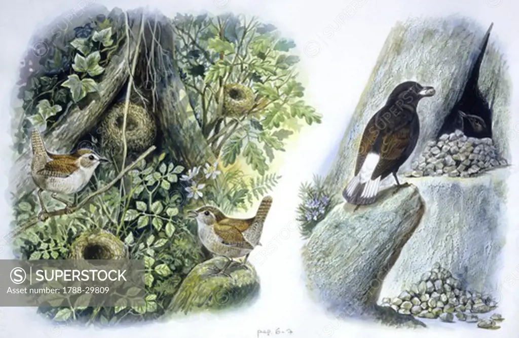Birds: Passeriformes, Winter Wren (Troglodytes troglodytes) courtship, male presenting nest to female; couple of Black-eared Wheatear (Oenanthe hispanica), male bringing pebbles to nest, illustration  Zoology: Ornithology