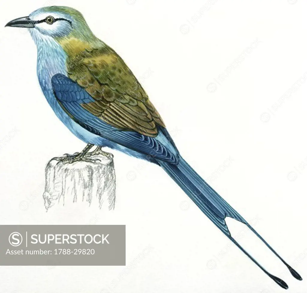 Zoology - Birds - Coraciiformes - Indian Roller (Coracias benghalensis), illustration