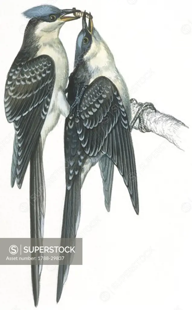 Birds: Cuculiformes, Great Spotted Cuckoos, (Clamator glandarius) mating, illustration  Zoology: Ornithology