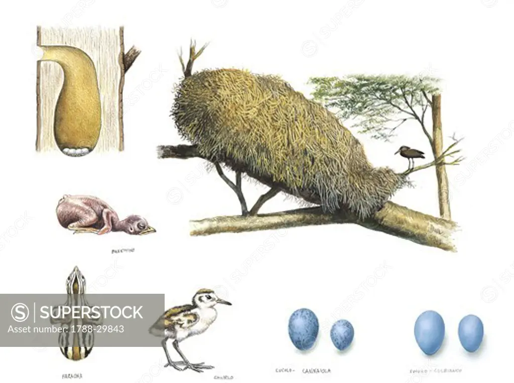 Zoology - Bird nests, illustration