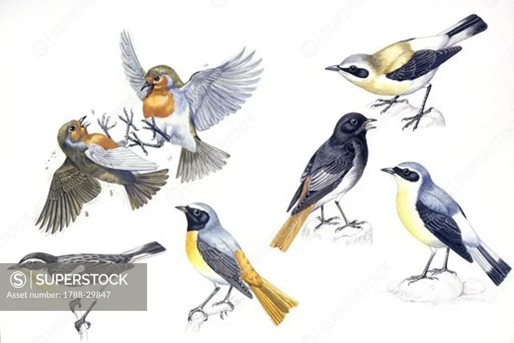 Zoology - Birds - Passeriformes - European Robin (Erithacus rubecula) fighting; Black-eared Wheatear (Oenanthe hispanica), Black Redstart (Phoenicurus ochruros), Whinchat (Saxicola rubetra), Common Redstart (Phoenicurus phoenicurus), Wheatear (Oenanthe oenanthe), illustration
