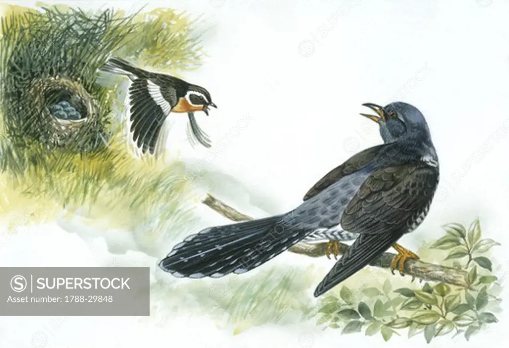 Birds: Whinchat (Passeriformes, Saxicola rubetra) defending nest from Common Cuckoo (Cuculiformes, Cuculus canorus), illustration  Zoology: Ornithology