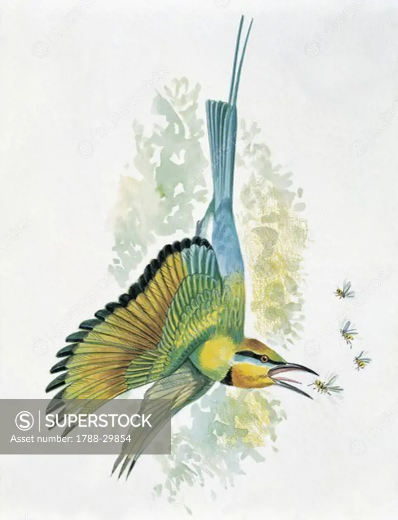 Zoology: Birds - Coraciiformes - Flying blue-tailed bee-eater (Merops philippinus) feeding on wasps. Art work
