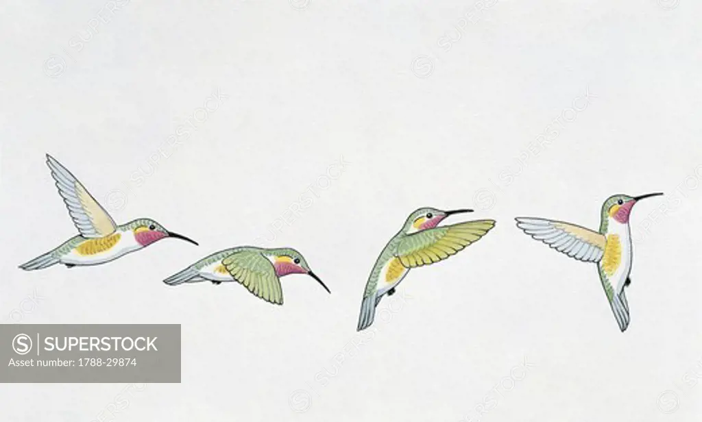 Zoology: Birds - Apodiformes. Ruby-throated hummingbird (Archilochus colubris). Body and wings positions according to direction of flight. Art work