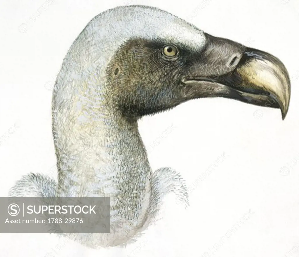 Birds: Falconiformes, Eurasian Griffon Vulture, (Gyps fulvus), illustration  Zoology: Ornithology