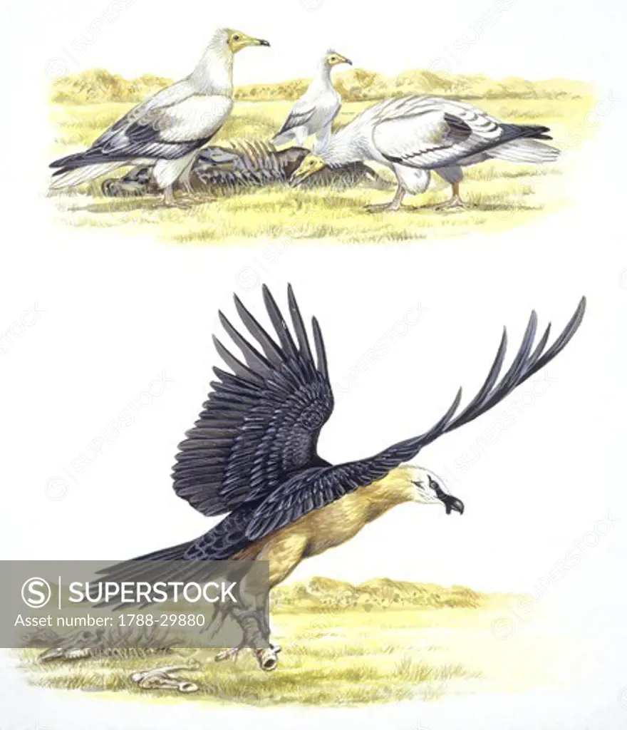 Birds: Falconiformes, Egyptian Vulture (Neophron percnopterus) surrounding animal skeleton, illustration  Zoology: Ornithology