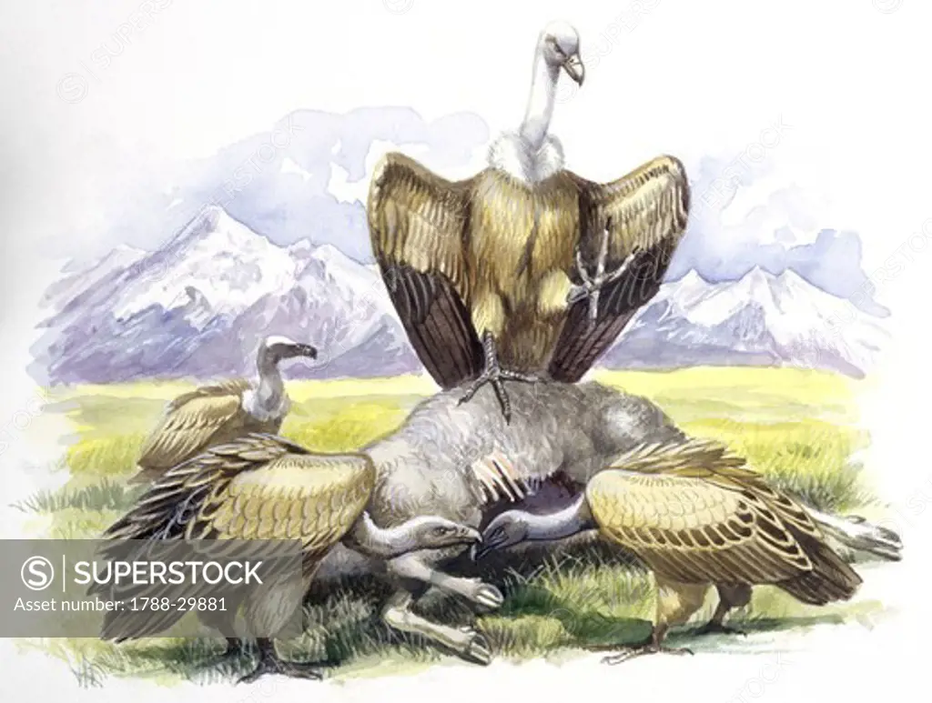 Birds: Falconiformes, Eurasian Griffon Vulture, (Gyps fulvus) feeding on dead animal, illustration  Zoology: Ornithology
