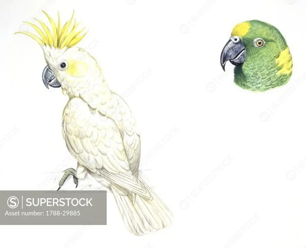 Birds: Psittaciformes, Yellow-crested Cockatoo or Lesser Sulphur-crested Cockatoo (Cacatua sulphurea) and head of Yellow-crowned Amazon or Yellow-crowned Parrot (Amazona ochrocephala), illustration  Zoology: Ornithology