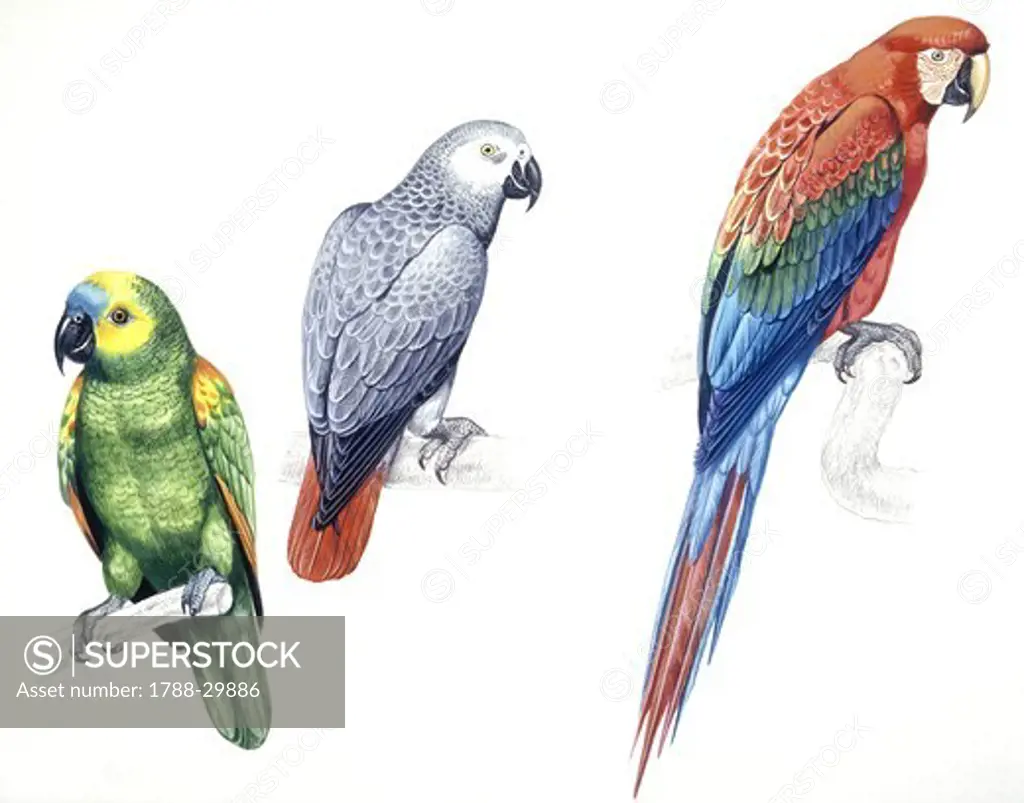 Birds: Psittaciformes, Blue-fronted Amazon (Amazona aestiva), African Grey Parrot (Psittacus erithacus) and Green-winged Macaw or Red-and-green Macaw (Ara chloroptera), illustration  Zoology: Ornithology