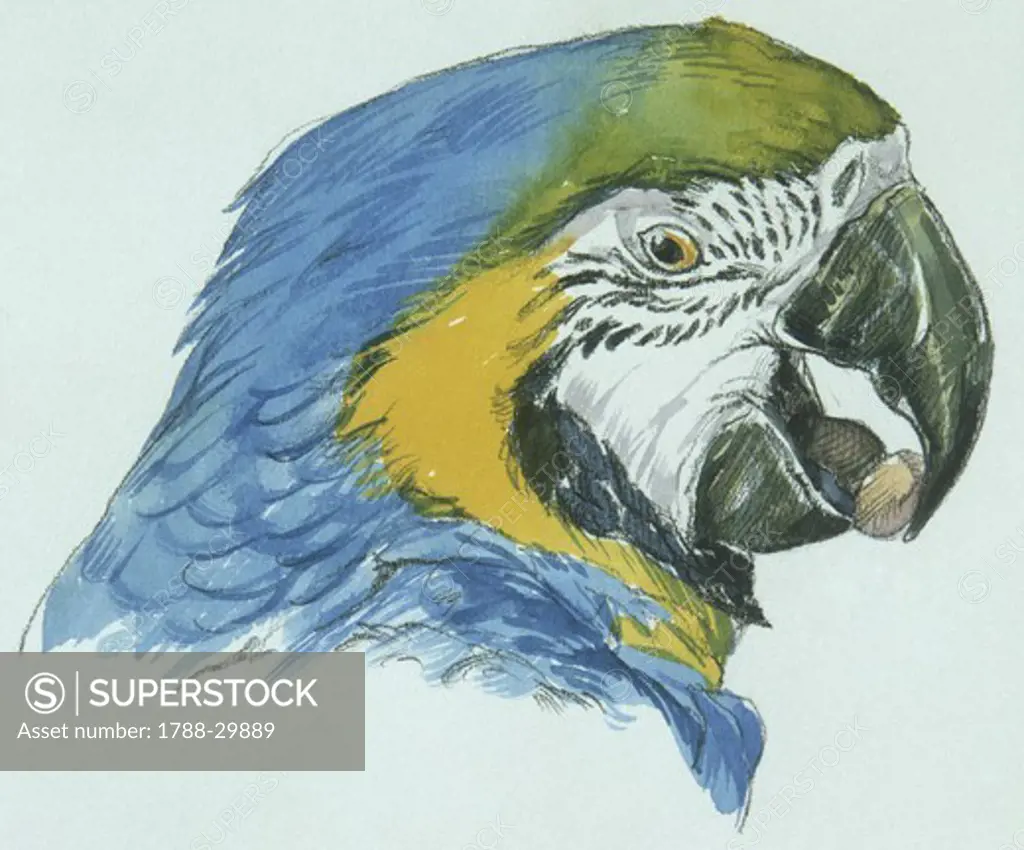 Birds: Psittaciformes, head of Blue-and-yellow Macaw (Ara ararauna), illustration  Zoology: Ornithology