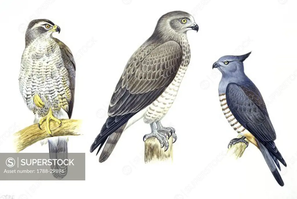 Zoology - Birds - Falconiformes - Goshawk (Accipiter gentilis), Short-toed Eagle (Circaetus gallicus) and Pacific Baza (Aviceda subcristata), illustration