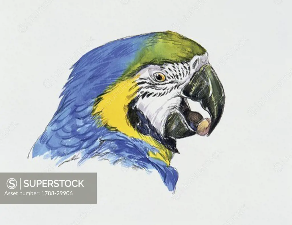 Zoology: Birds - Psittaciformes - Blue-and-yellow Macaw (Ara ararauna), Head. Art work