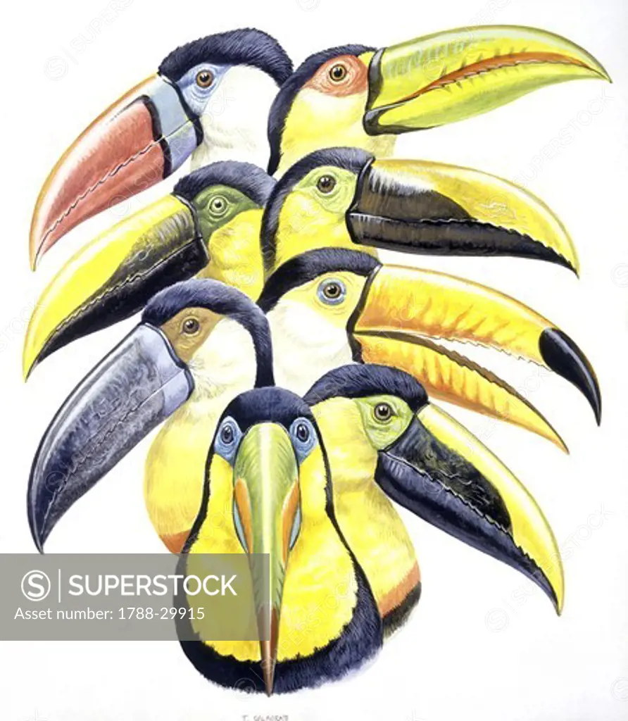 White-throated Toucan (Ramphastos tucanus), Choco Toucan (Ramphastos brevis), Channel-billed Toucan (Ramphastos vitellinus), Keel-billed Toucan (Ramphastos sulfuratus), Red-breasted Toucan (Ramphastos dicolorus), Chestnut-mandibled Toucan, or Swainson's Toucan (Ramphastos swainsonii), Toco Toucan (Ramphastos toco) and Black-mandibled Toucan (Ramphastos ambiguus), illustration