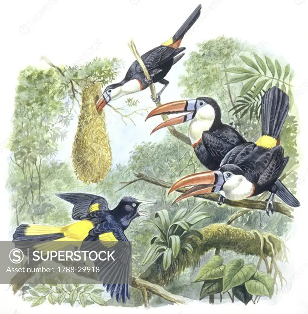 Zoology - Birds - Piciformes - White-throated Toucans (Ramphastos tucanus) plunder a Yellow-rumped Cacique (Cacicus cela) nest, illustration