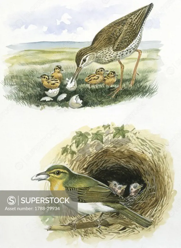 Zoology - Birds - Charadriiformes - Common Redshank (Tringa totanus) picking shells after hatchling; Passeriformes, Wood Warbler (Phylloscopus sibilatrix) throwing away chick's excrement from nest, illustration