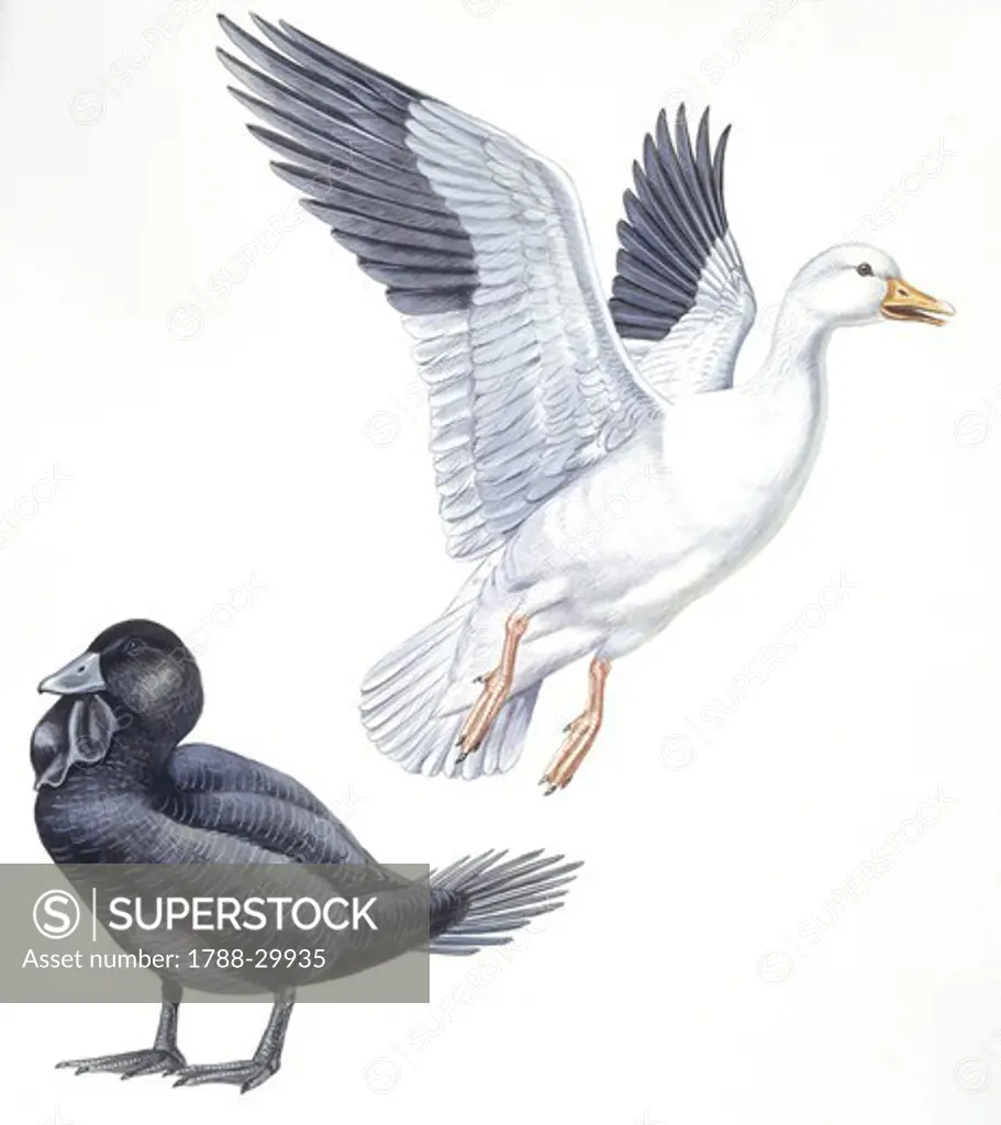 Zoology - Birds - Anseriformes - Snow Goose (Anser or Chen caerulescens) and Musk Duck (Biziura lobata), illustration