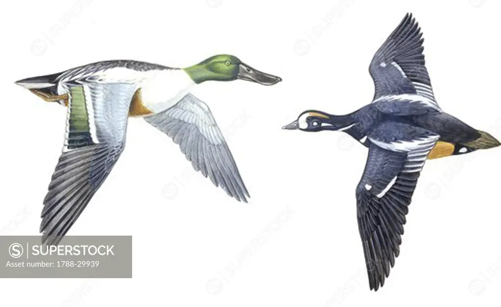 Birds: Anseriformes, Harlequin Duck (Histrionicus histrionicus) and Northern Shoveler (Anas clypeata), illustration  Zoology: Ornithology