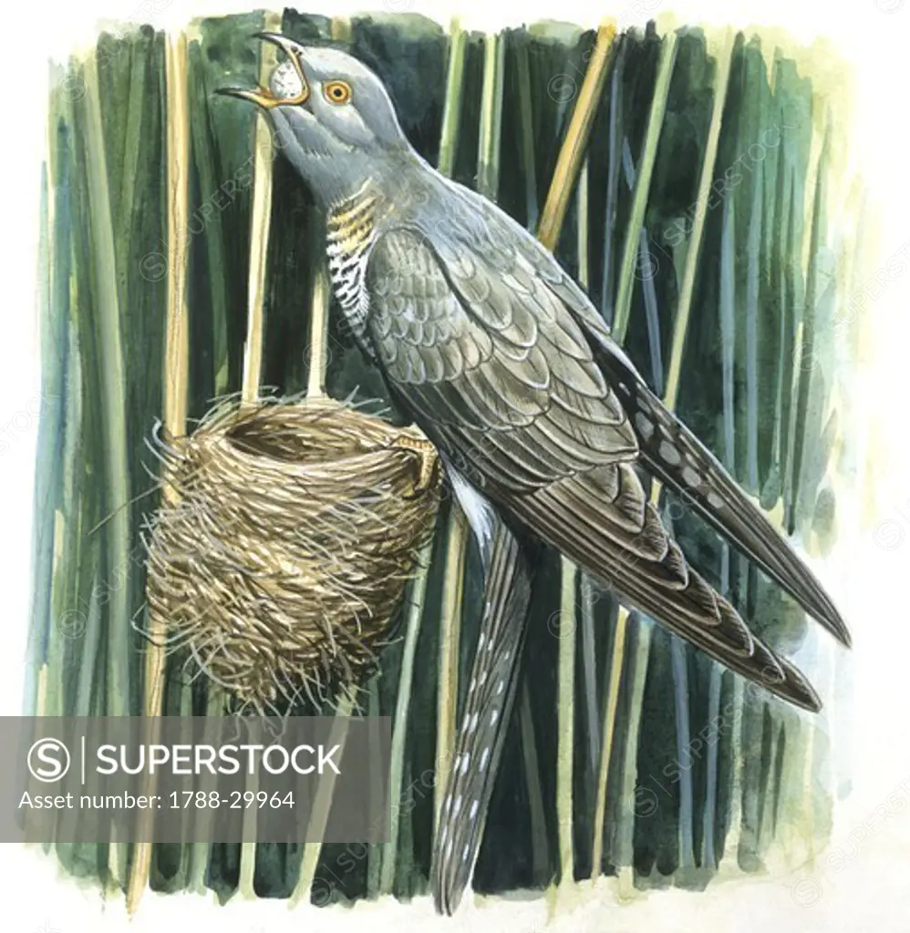 Zoology - Birds - Cuculiformes - Common Cuckoo (Cuculus canorus) female swallowing egg collected from nest in reeds, illustration