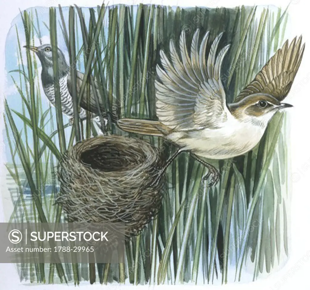Zoology - Birds - Cuculiformes - Common Cuckoo (Cuculus canorus) female observing Reed-warbler (Passeriformes, Acrocephalus scirpaceus) female flying away from nest, illustration