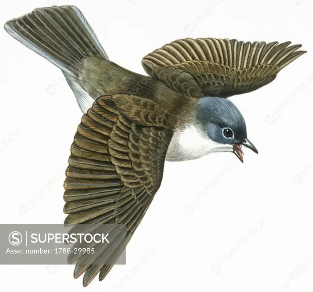 Zoology - Birds - Passeriformes - Whitethroat (Sylvia communis), illustration