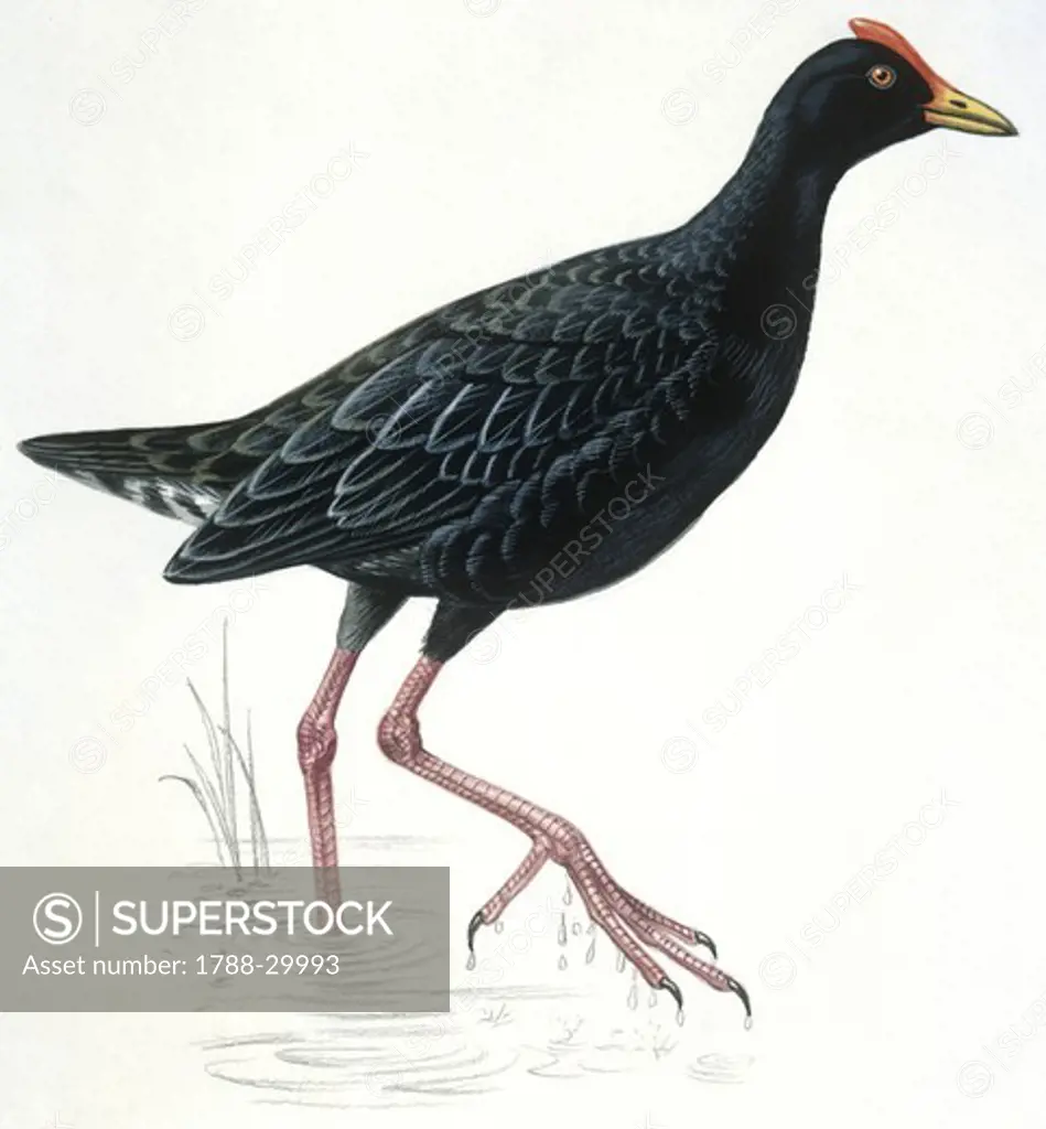 Birds: Gruiformes, Common Moorhen (Gallinula chloropus), illustration  Zoology: Ornithology