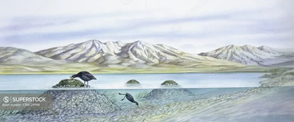 Birds: Gruiformes, Couple of Horned Coot (Fulica cornuta) collecting pebbles from water and buiding nest, illustration  Zoology: Ornithology