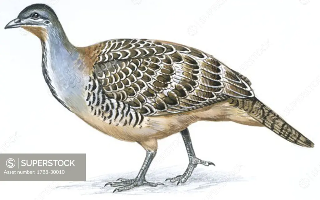 Birds: Galliformes, Malleefowl (Leipoa ocellata), illustration  Zoology: Ornithology