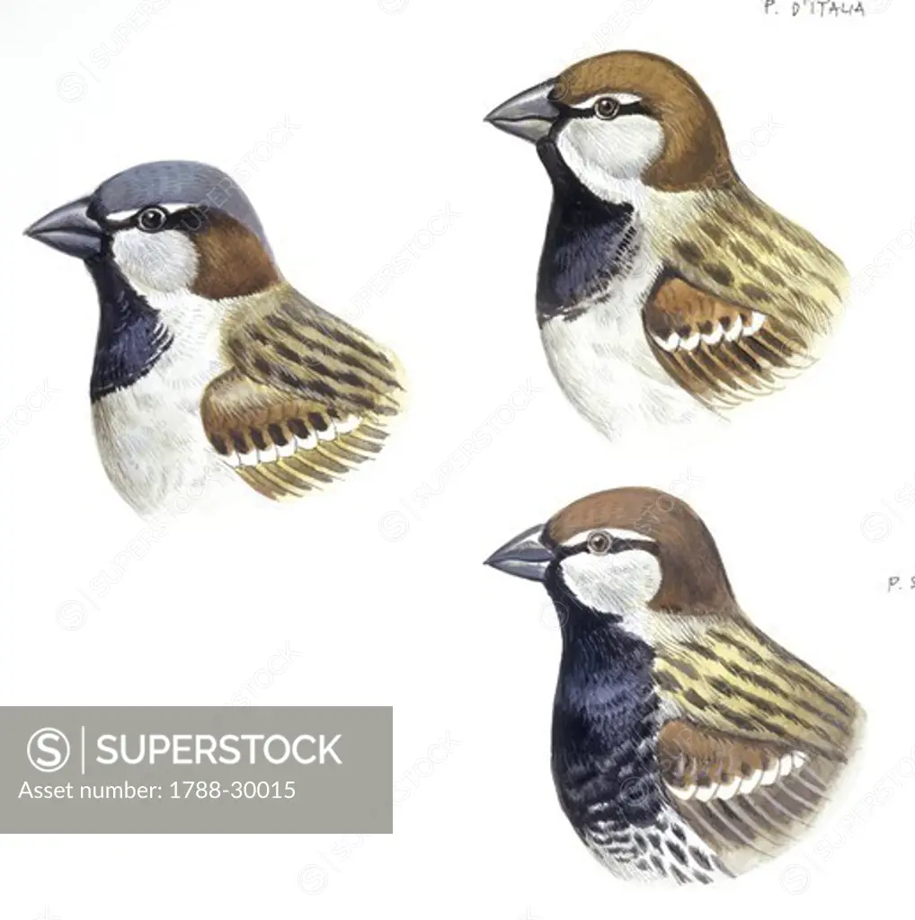 Zoology - Birds - Passeriformes - Heads of: Italian Sparrow (Passer italiae), House Sparrow (Passer domesticus) and Spanish Sparrow (Passer hispaniolensis), illustration